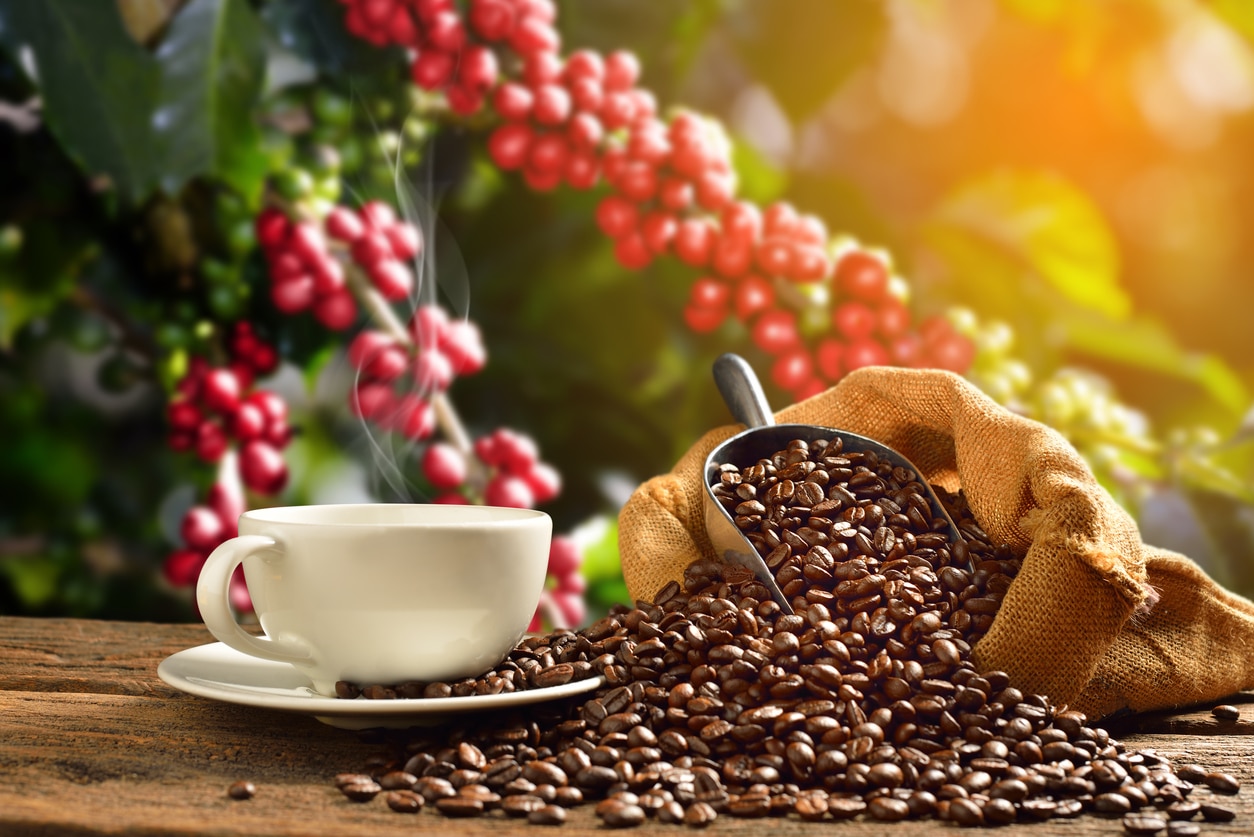 Arabica